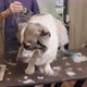 groomer clipping a dog with a clipper - VideoHive Item for Sale