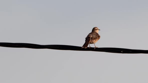 Chalk-browed Mockingbird (Mimus saturninus) perched on a cable.