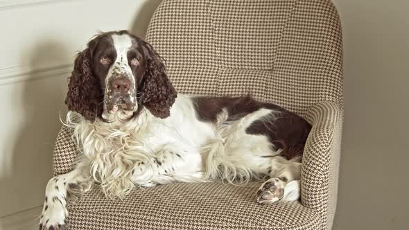 Long Haired Dog Lies on a Chair