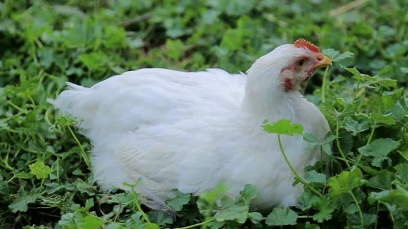 White chicken, chiken sitting in green grass, big chicken,chicken is an egg.