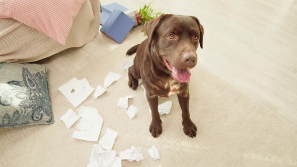 Naughty Labrador Dog Portrait