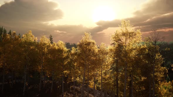 Summer Forest in Mountain Landscape alt