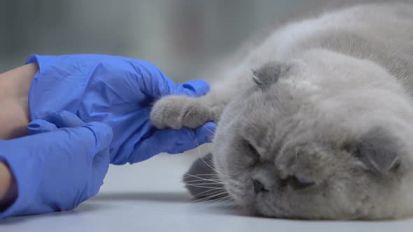 Veterinarian Examining Cat Paw for Injuries, Complete Physical Check-Up Closeup