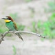 European Beeeater or Merops Apiaster - VideoHive Item for Sale