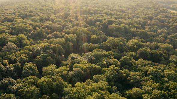 Top View of Fly Over Forest Trees