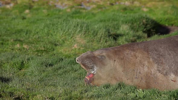 Large Elephant Seal On South Georgia Island
