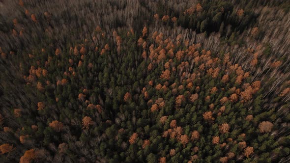 Panorama of colorful autumn forest in Ural