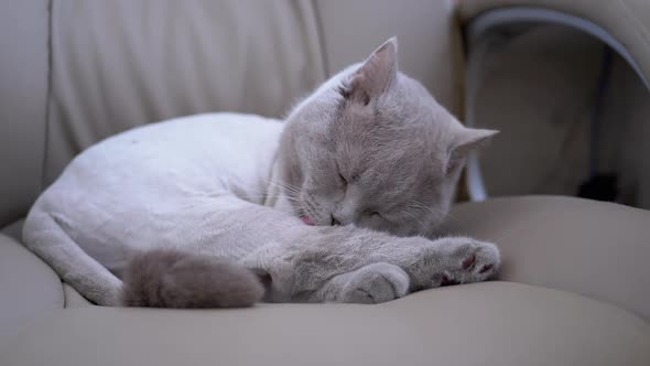 Gray British Home Cat Sits in a Chair Licks Wool with Tongue After a Haircut