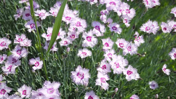 Perennial Low Growing Flowers Blooming In The Summer Garden 1