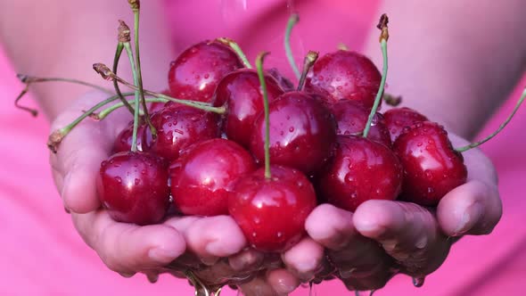 Big red ripe cherry in the hands of a farmer.