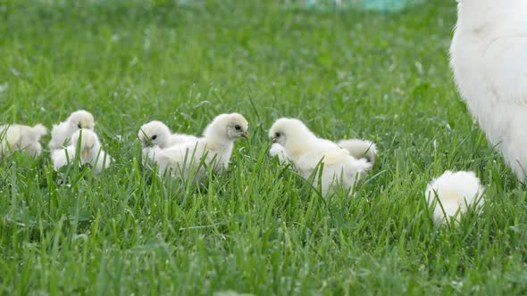 Cute breeder Silkie chicks with mamma hen