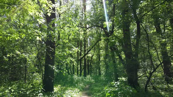 Beautiful Green Forest on a Summer Day Slow Motion