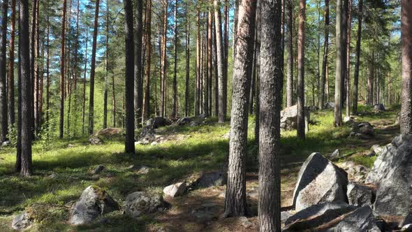 Drone flight at the Pine Forest