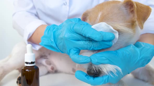 The Veterinarian Wipes the Dog's Eyes with a Cotton Swab