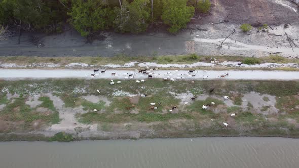 Aerial view goats walking in a group