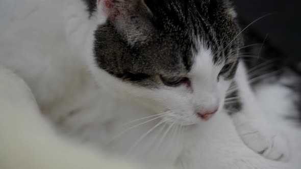 Cute white cat cleaning herself licking fur in the morning inside,macro close up in prores quality