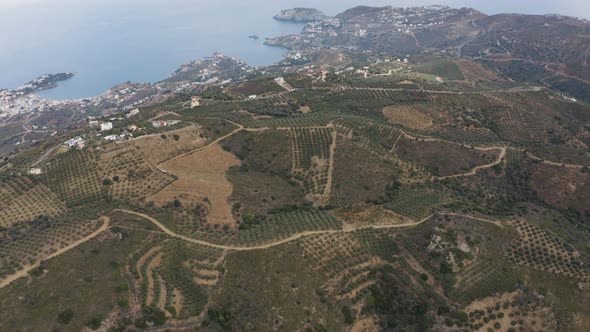 Aerial view of olive plantations. Fly above coast and Olive fields in Greece 