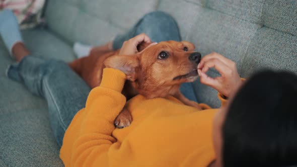 Woman stroking her handsome dog