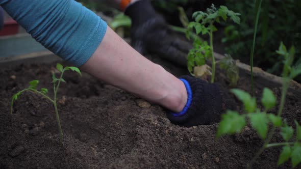 Planting and Straightening Several Bushes of Tomato Seedlings