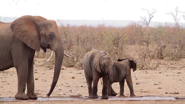 African bush elephant in Kruger National park, South Africa