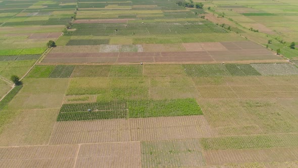 Agricultural Land in Indonesia