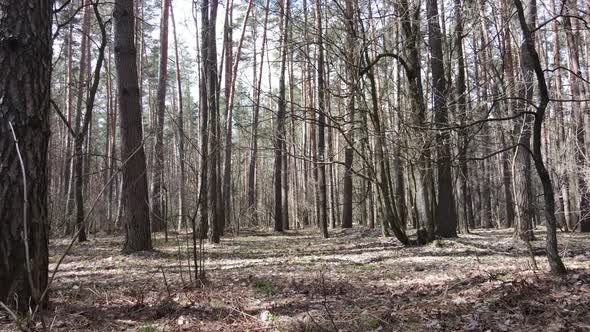 Trees in a Pine Forest During the Day Aerial View