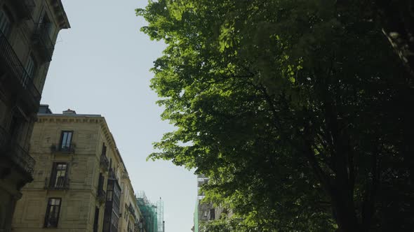 City buildings and green tree leaves with sunshine, dolly forward shot