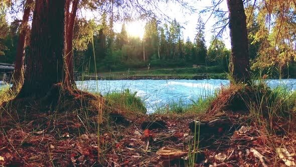 Meadow at Mountain River Bank. Landscape with Green Grass, Pine Trees and Sun Rays