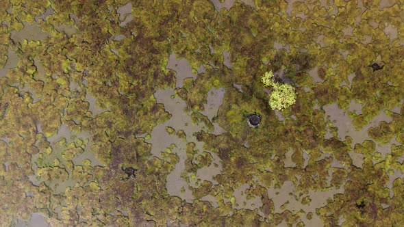 Aerial ascending and look down the wetland algae floating