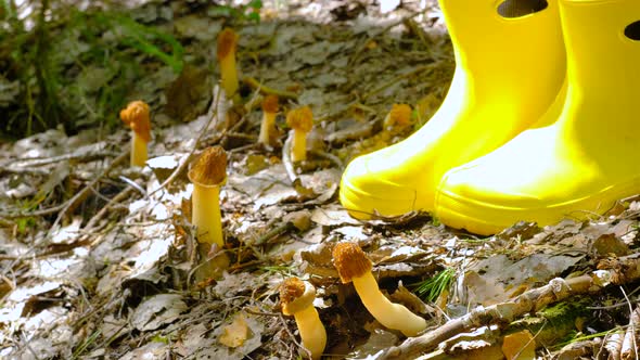 Verpa bohemica in the spring forest. A girl cuts a mushroom with a special camping knife