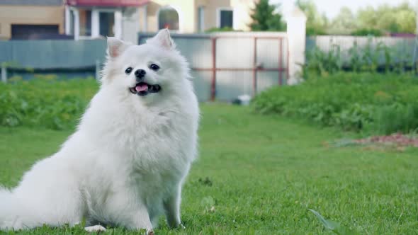 White Fluffy Dog of the Spitz Breed