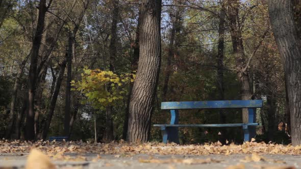 Fallen Autumn Leaves in the Park