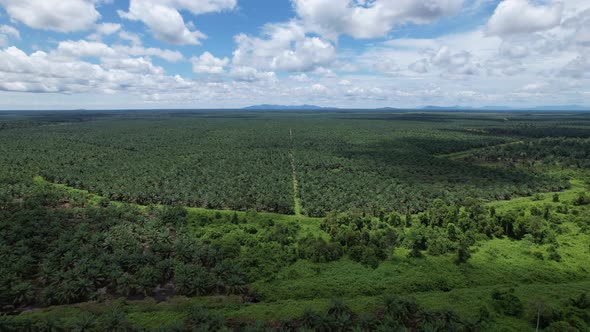 Aerial View of The Palm Oil Estates