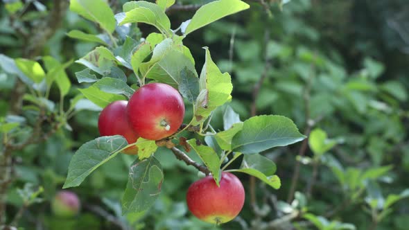 Red summer apples on a tree