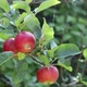 Red summer apples on a tree - VideoHive Item for Sale