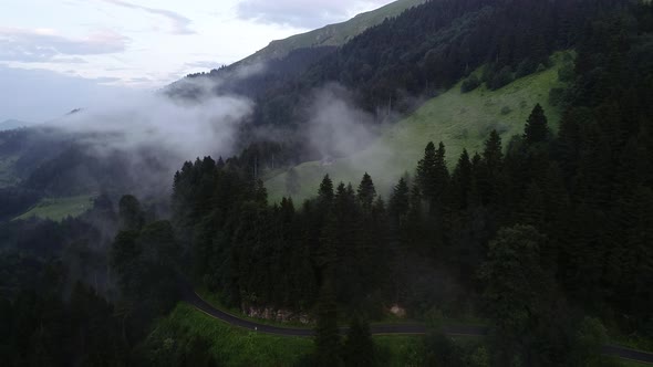 Forest With Mountain Road