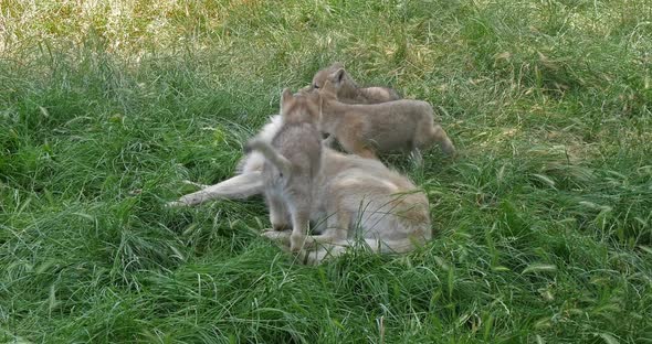 Arctic Wolf, canis lupus tundrarum, Mother and Cub, Real Time 4K