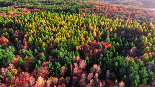 Autumn colorful rainforest in Poland. Aerial view of wildlife.