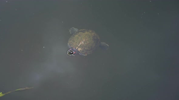 Turtle swimming in a pond. High angle view, locked off shot