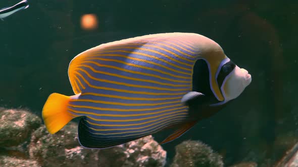 Exotic Fishes Angelfish in Aquarium with Rocks