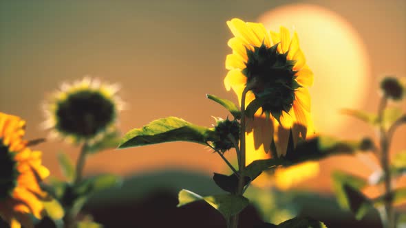 Big Beautiful Sunflowers at Sunset