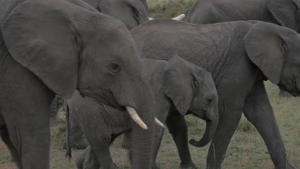 Elephants and calf walking