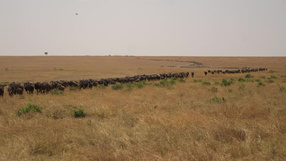 Gnus during migration