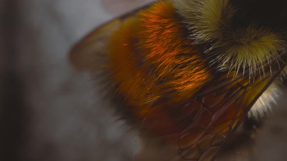 Mason Bee pulsing its butt Macro Shot