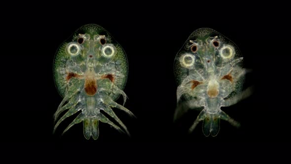 Water Louse Branchiura Under the Microscope