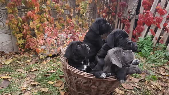 Five cute puppies Cane Corso