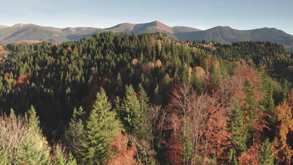 Colorful Autumn Leafy Forest at Mountain Ridges Aerial