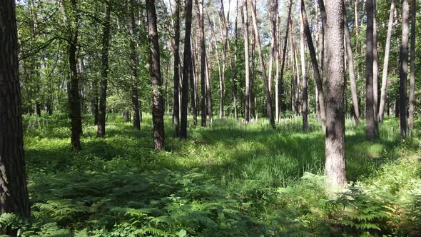 Trees in the Forest By Summer Day