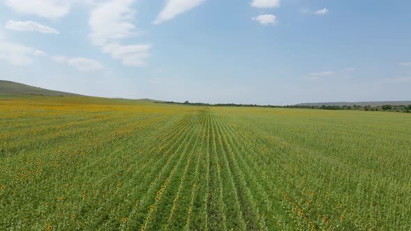 Large Field with Sunflowers in the Daytime in Summer