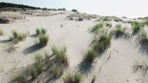 Sandy Landscape with Sparse Bushes